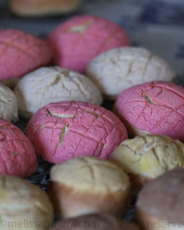 Conchas-Tradicionales