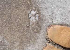 Coyote footprint fills with salt at El Salt del Rey