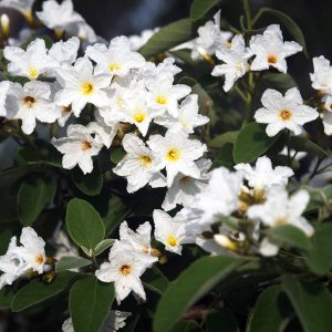 Blooms of a Wild Olive or Anacahuita tree