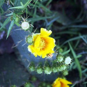 Overhead of a cactus bloom