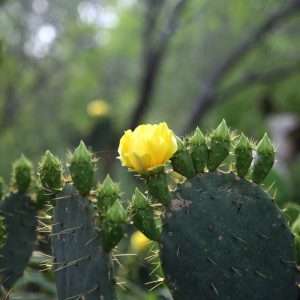 Sun shining through a cactus bloom