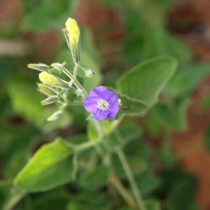 Can you see the tiny yellow spider on this wildflower bloom?