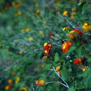 Loads of Lantana