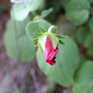 A Mountain Mallow, closed for the day