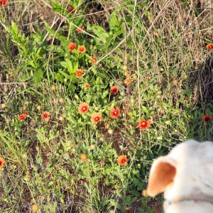 Joe photo-bombs my wildflower shot