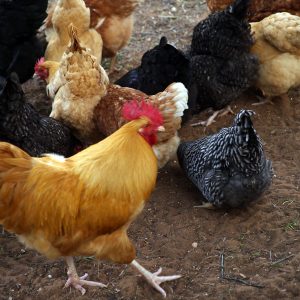 The only bird that poses for pictures is the rooster, all the hens wanted to do was gobble the feed, fluffy bottoms to the lens