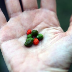 Freshly picked chile piquin for Roasted Tomato Salsa