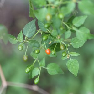 Roasted Tomato Salsa uses Chile Piquin