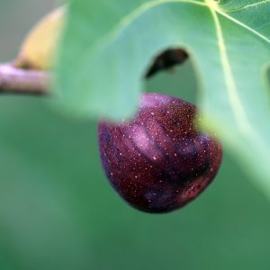Fresh Fig on Tree