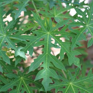 Papaya leaves