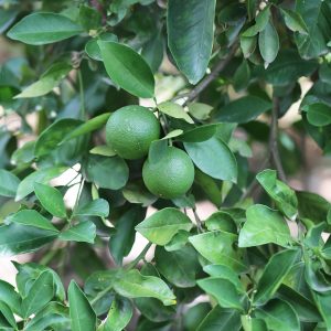 Green oranges on a tree