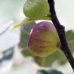 Unripe figs on a tree