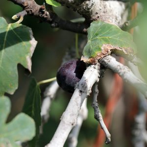 Ripe fig on a tree