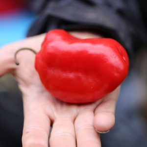 Fresh Rocoto pepper