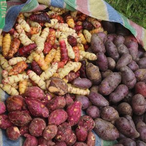 Oca, Camote and Blue Potatoes