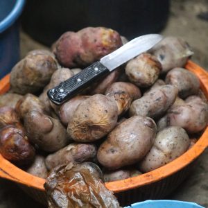 Roast potatoes for pachamanca