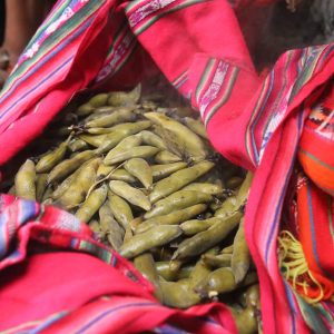 Steamed Fava Beans