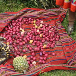 Potatoes, pineapple and plantains for pachamanca