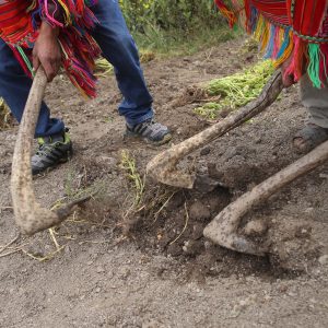 DIgging the hole for the pachamanca