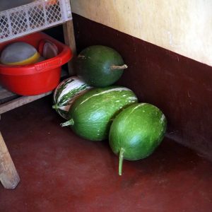 Zapallo squash