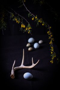 Huisache Blooms with Eggs and Antler