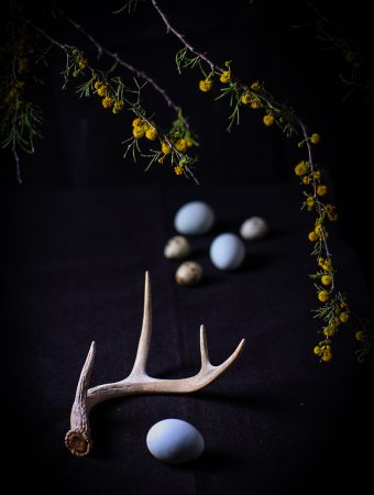 Huisache Blooms with Eggs and Antler