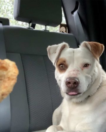 dog in truck